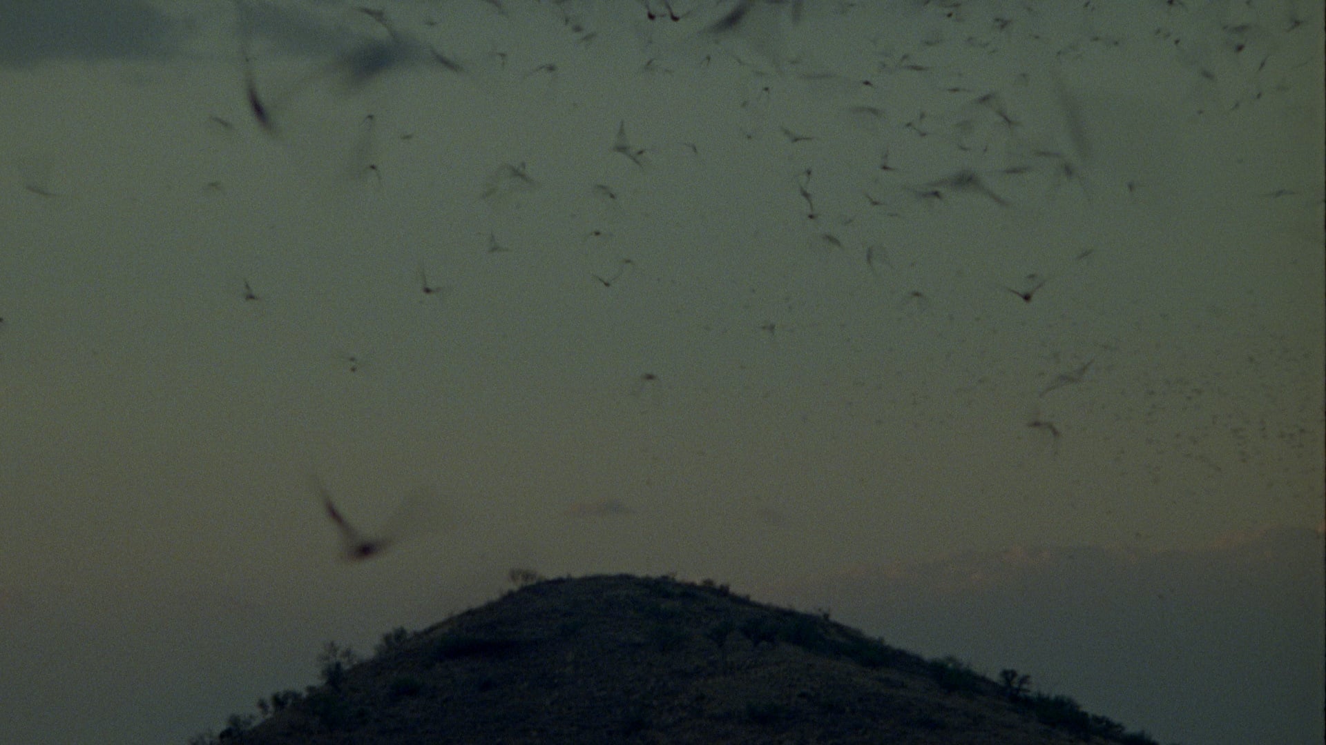 荒漠沙海剧照的剧照