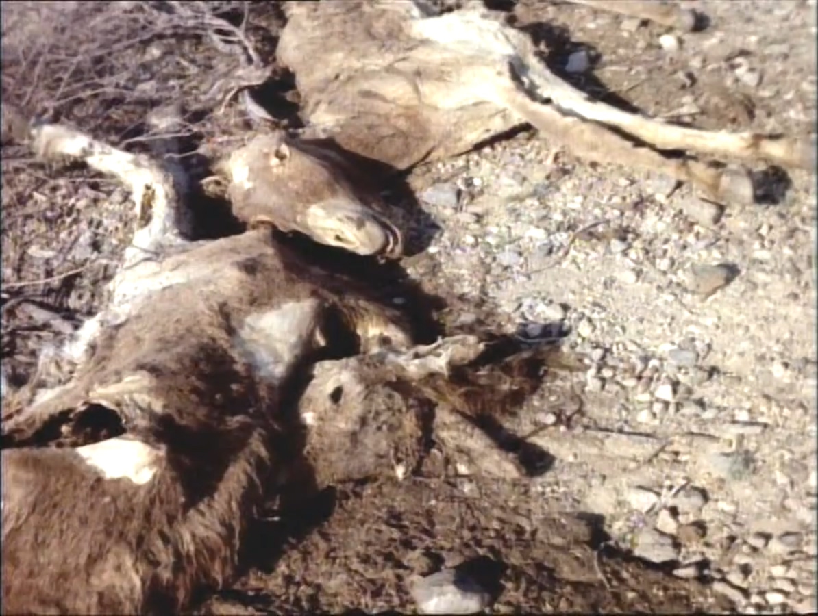 女人如此膘悍剧照的剧照