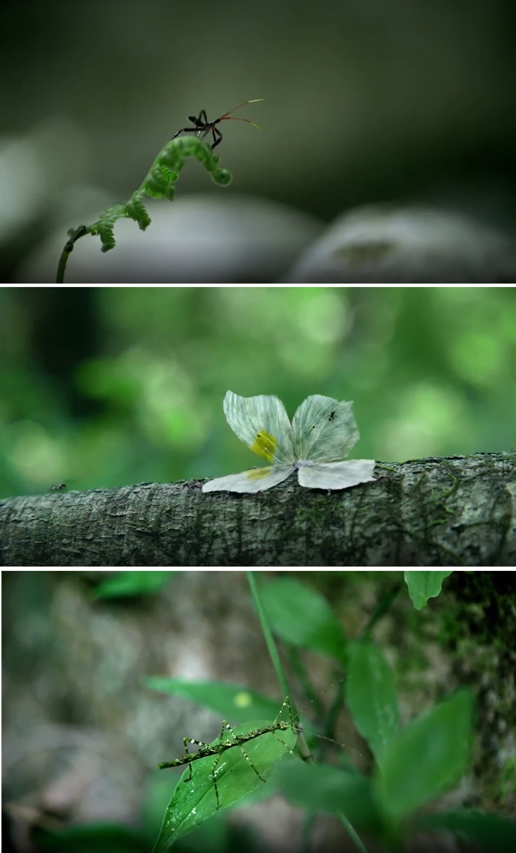 火之夜剧照的剧照