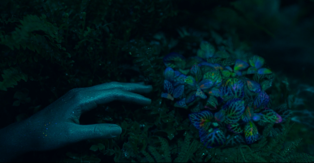 天堂鸟剧照的剧照