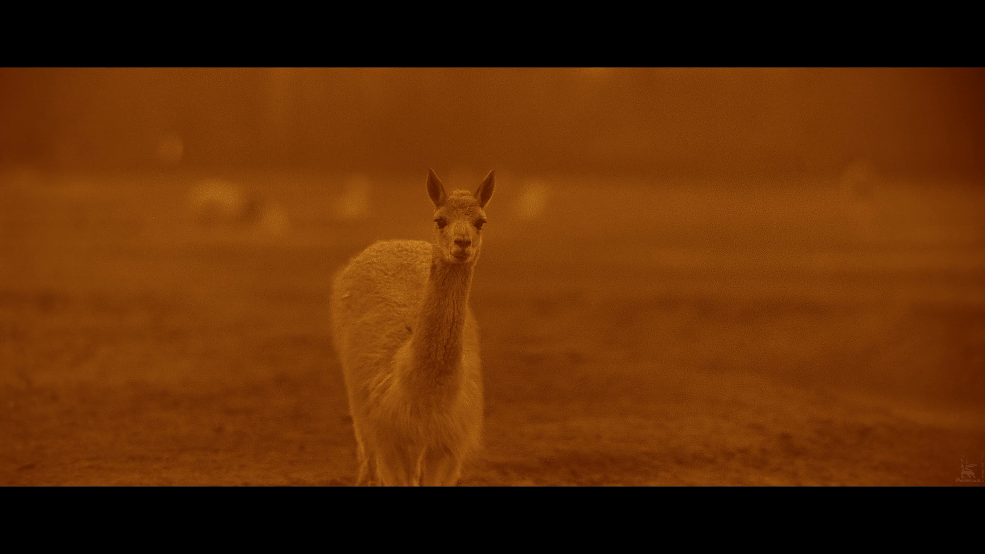 解放4：柏林之战剧照的剧照