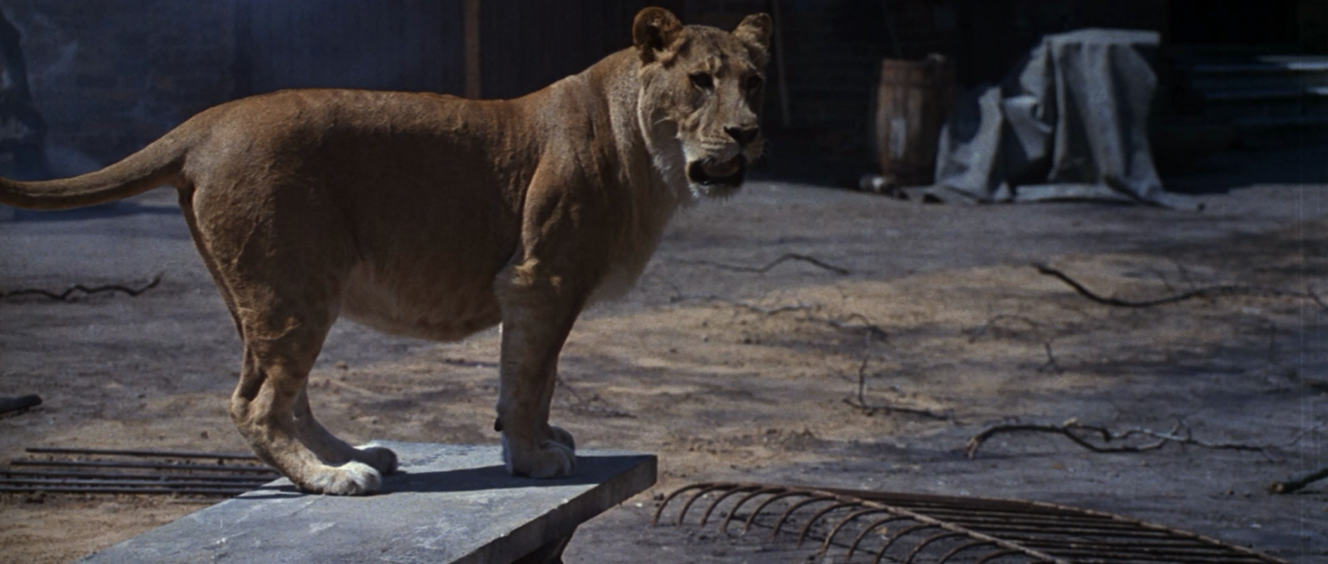 解放4：柏林之战剧照的剧照