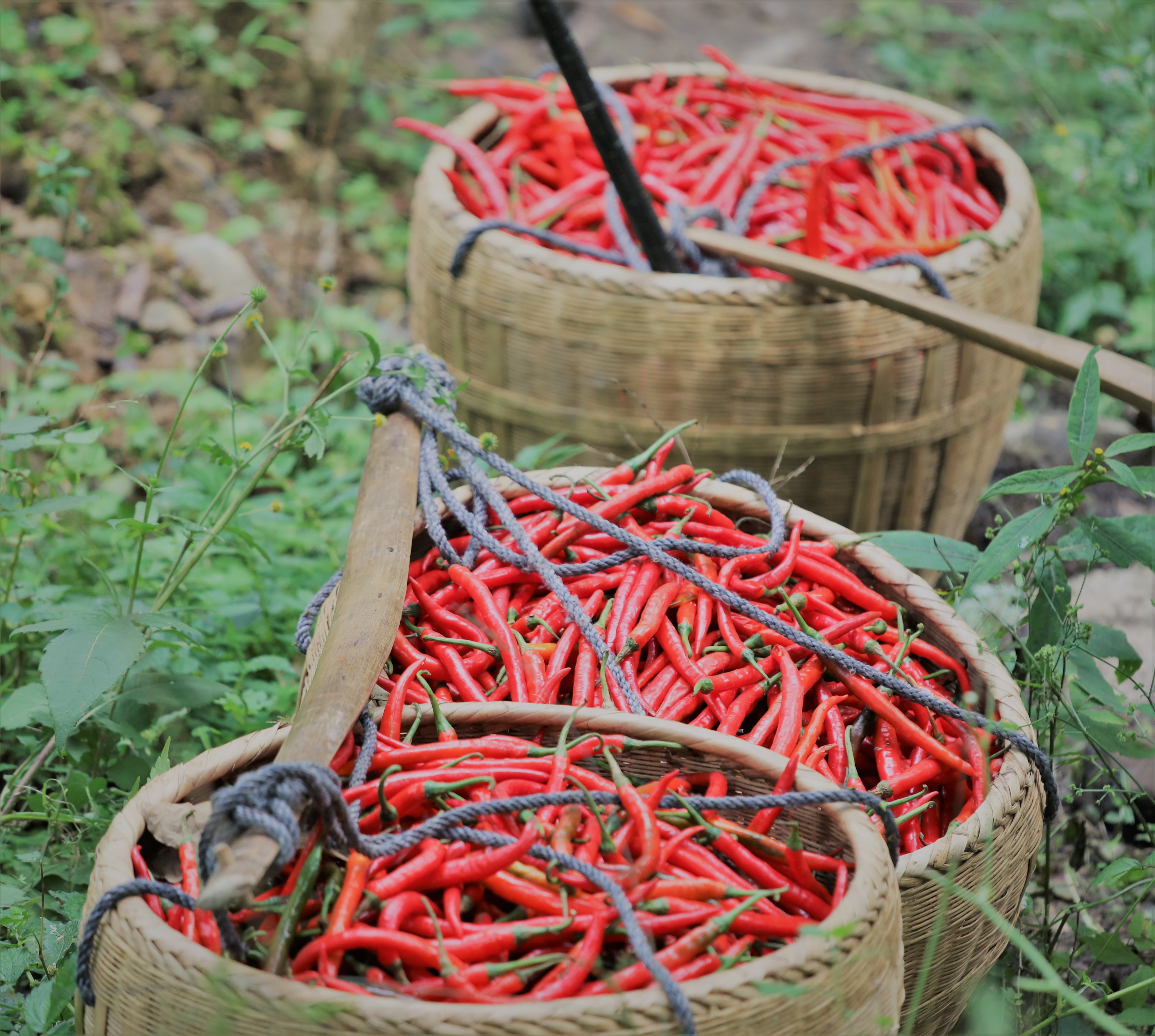 红辣椒剧照的剧照