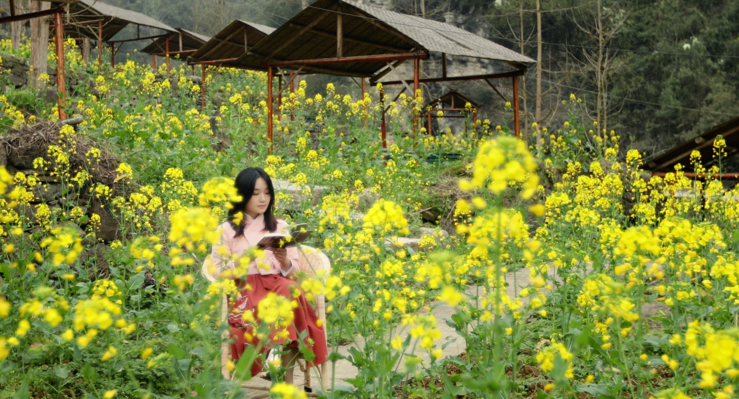 牧蜂姑娘剧照的剧照