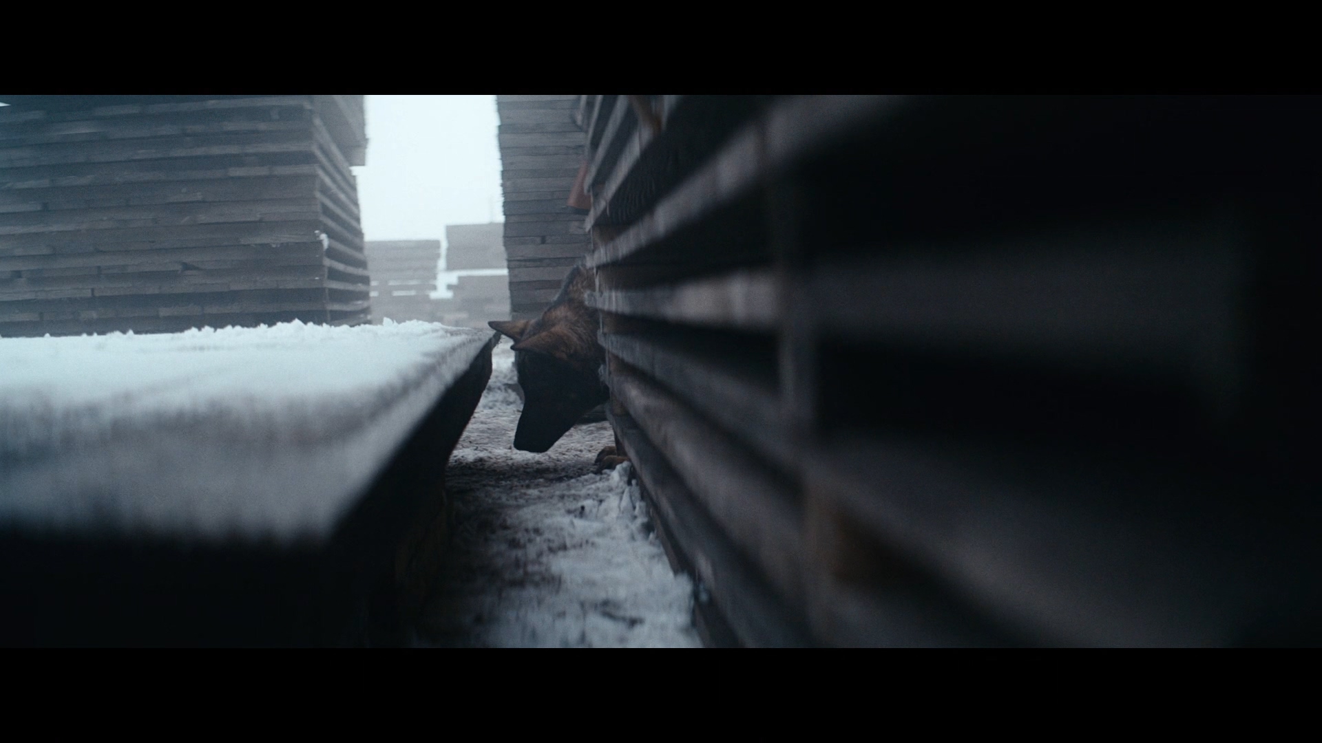 奥斯维辛报告剧照的剧照