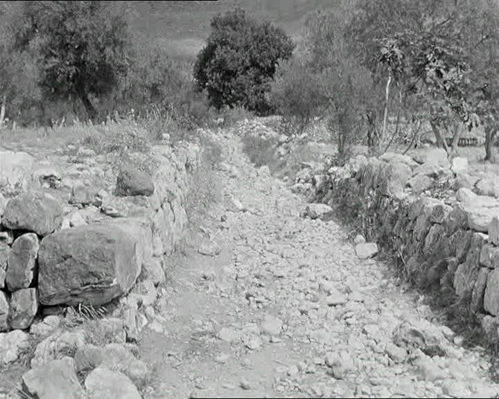 橄榄树下无和平剧照的剧照