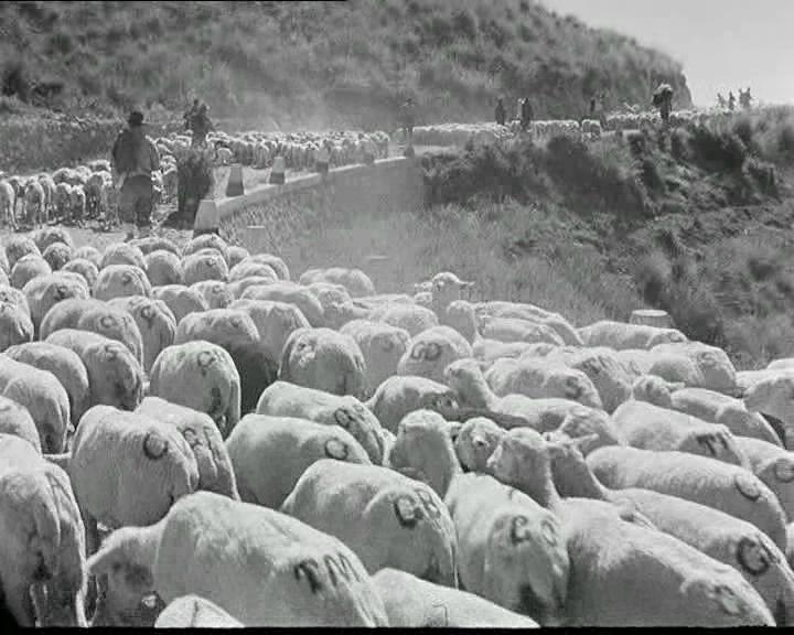 橄榄树下无和平剧照的剧照