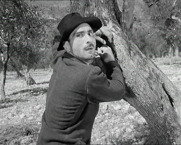 橄榄树下无和平剧照的剧照