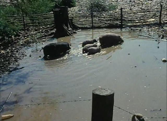 繁花岛剧照的剧照