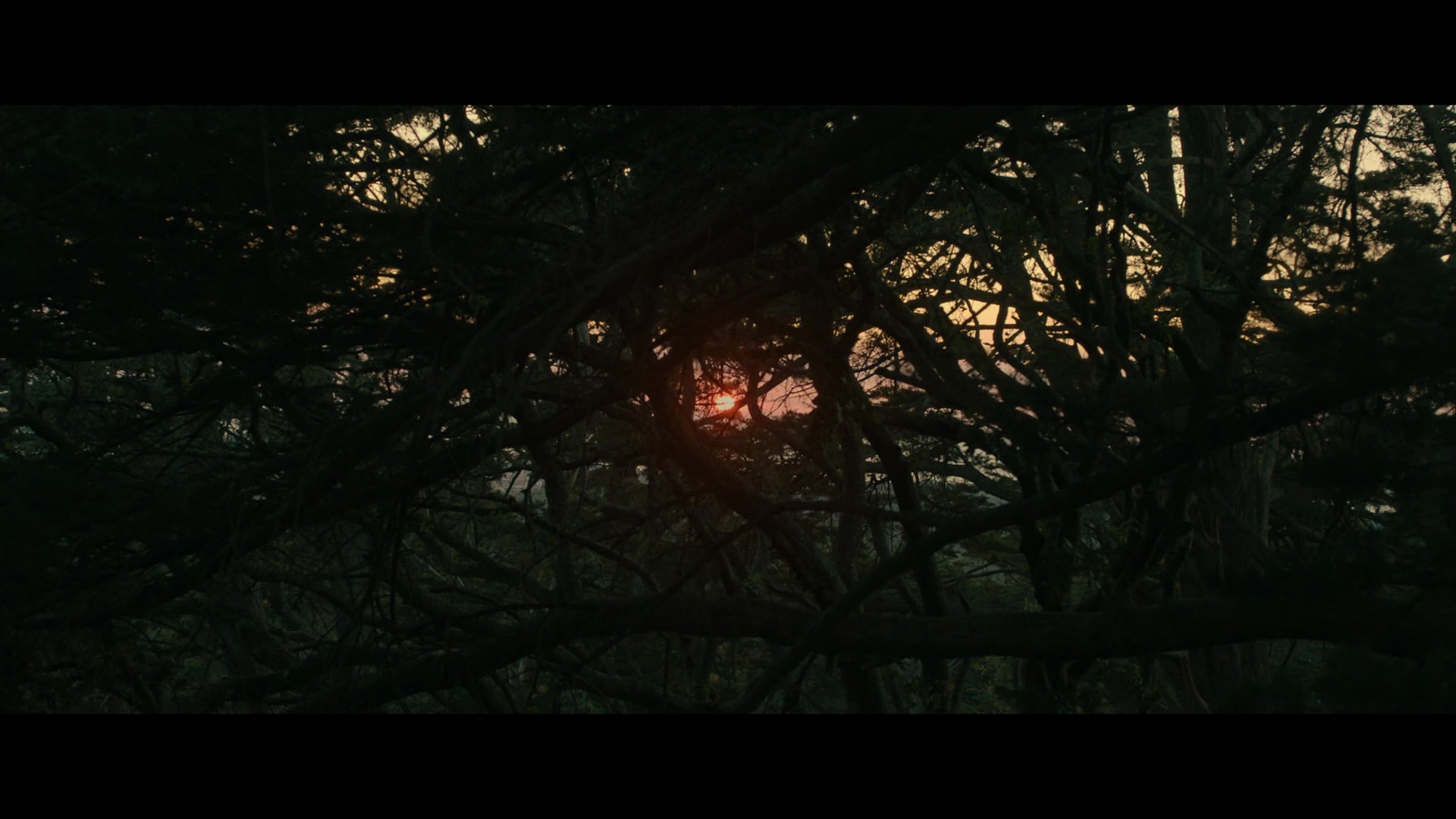 杨之后剧照的剧照