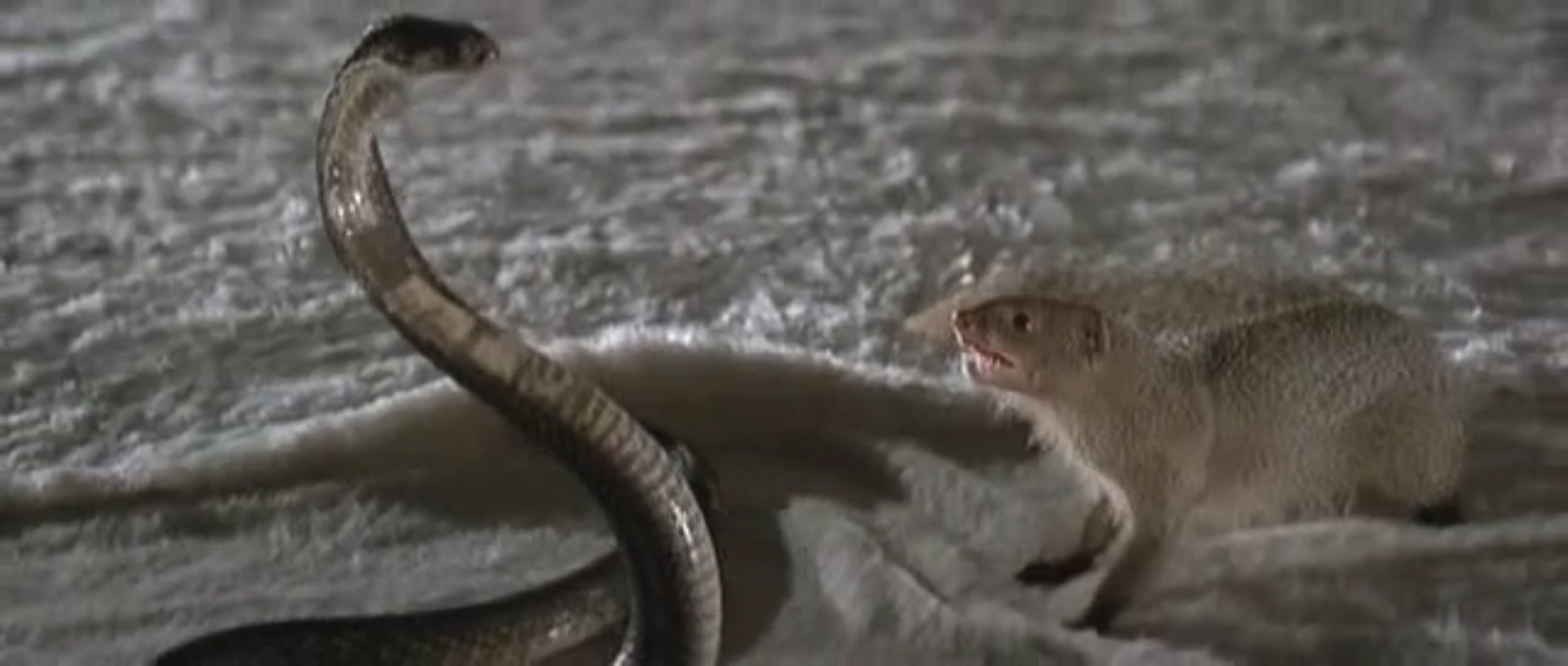 人蛇鼠剧照的剧照