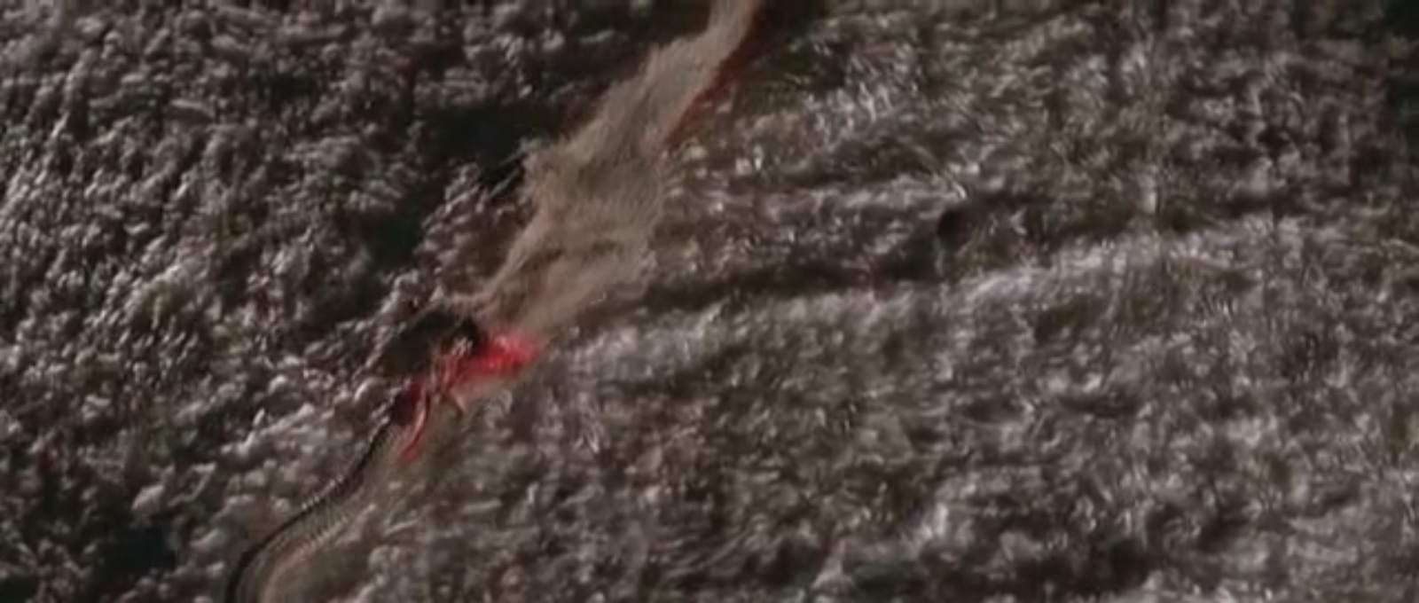 人蛇鼠剧照的剧照