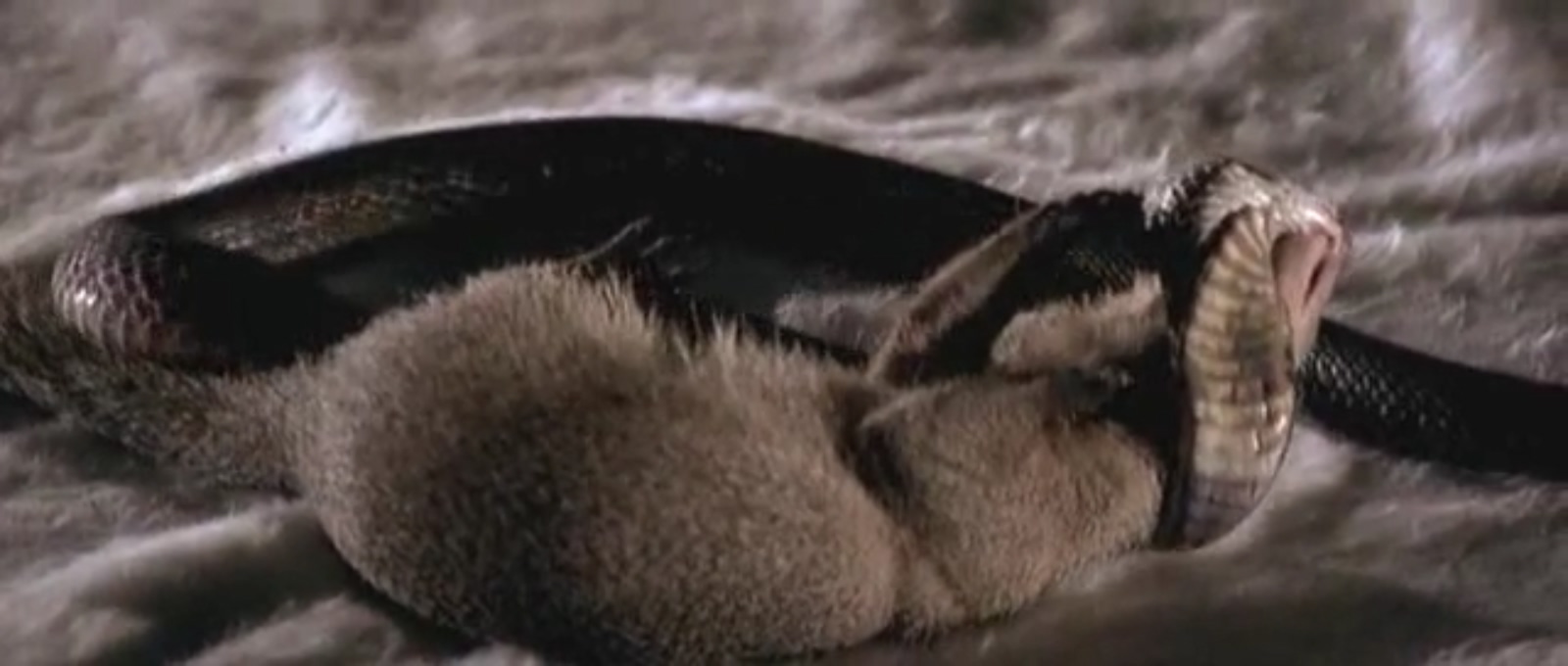 人蛇鼠剧照的剧照