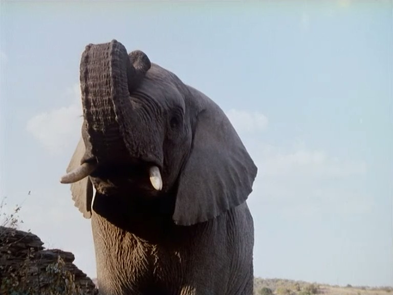 小鬼闹非洲剧照的剧照