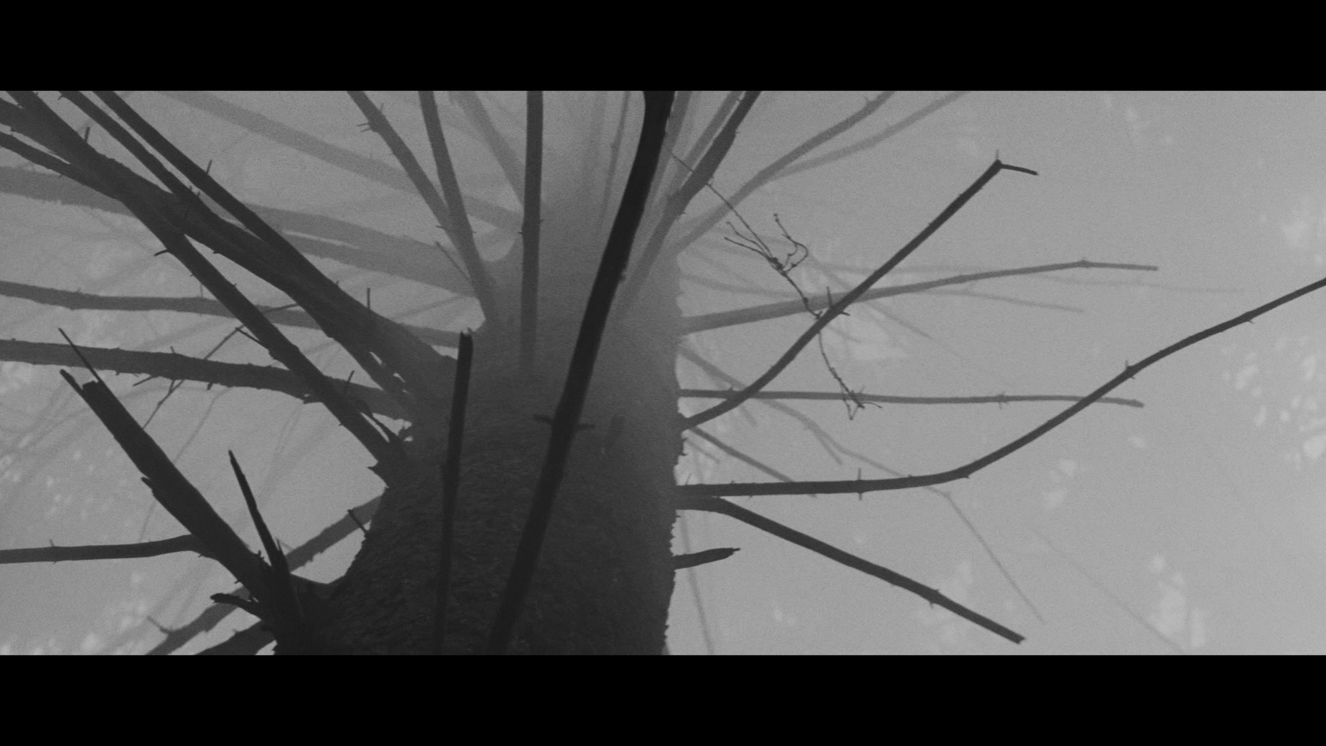 维也纳快车剧照的剧照