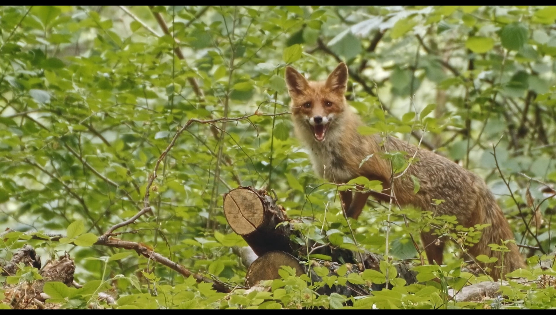 草之韵剧照的剧照