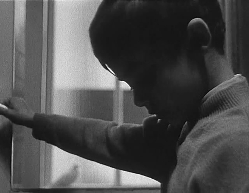 小白鸽剧照的剧照