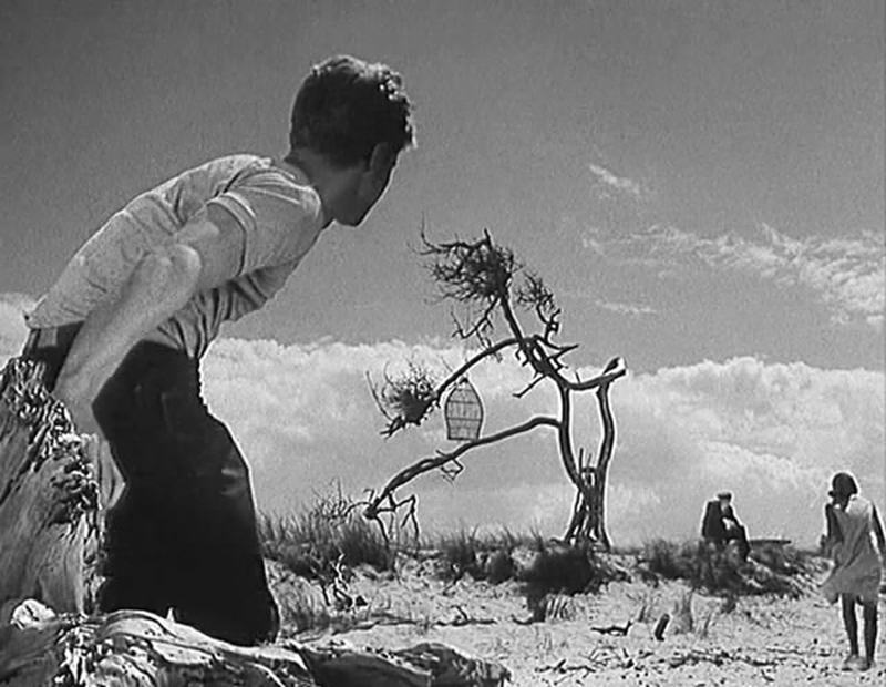 小白鸽剧照的剧照