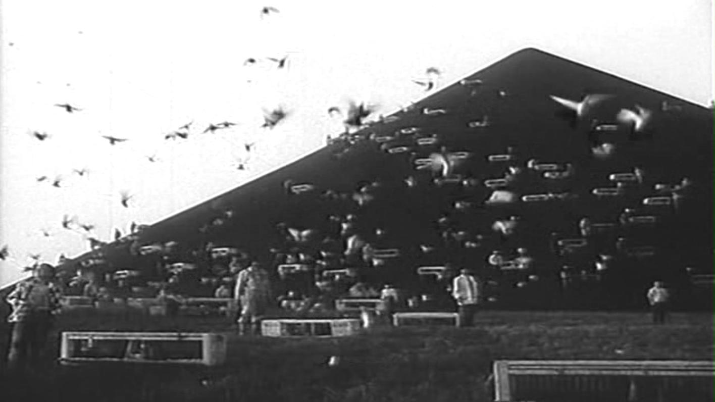 小白鸽剧照的剧照