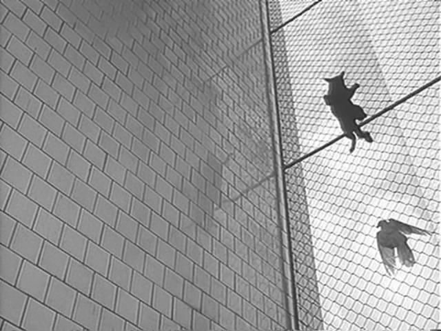 小白鸽剧照的剧照