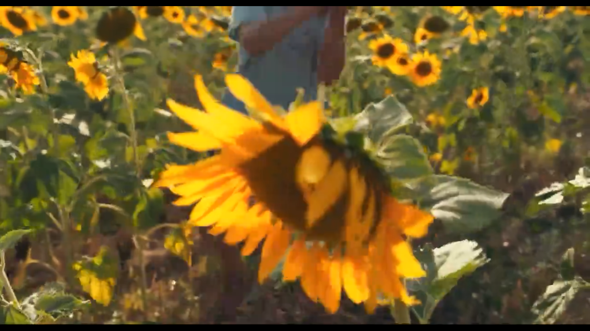 犀牛剧照的剧照