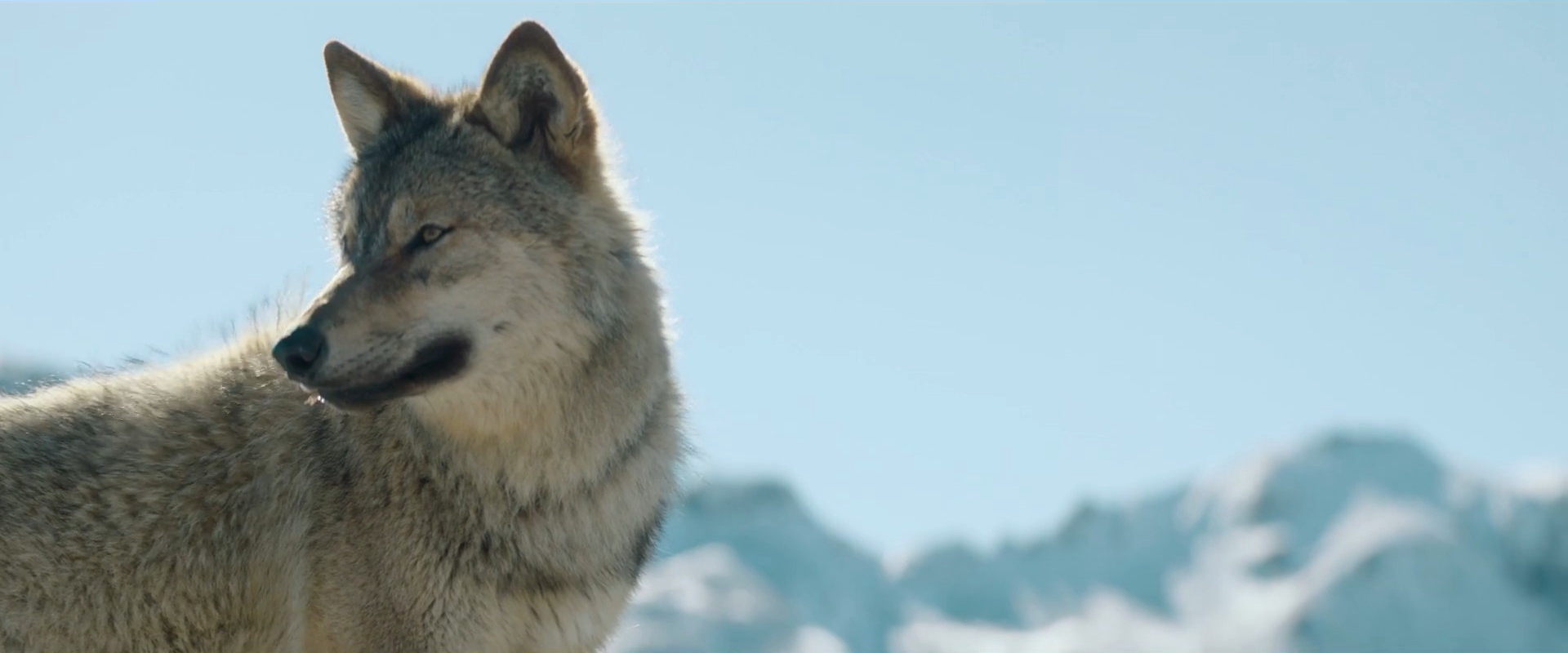 薇琪的秘密剧照的剧照