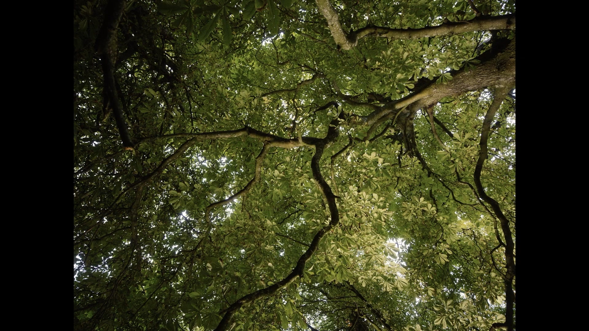 安静的女孩剧照的剧照