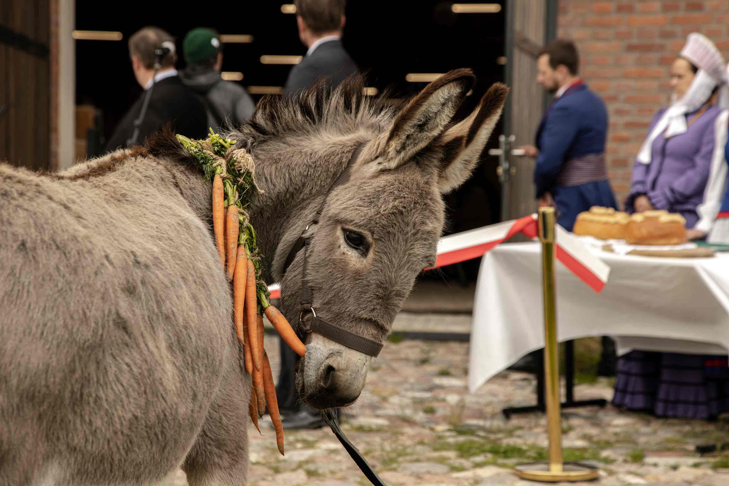 驴叫剧照的剧照