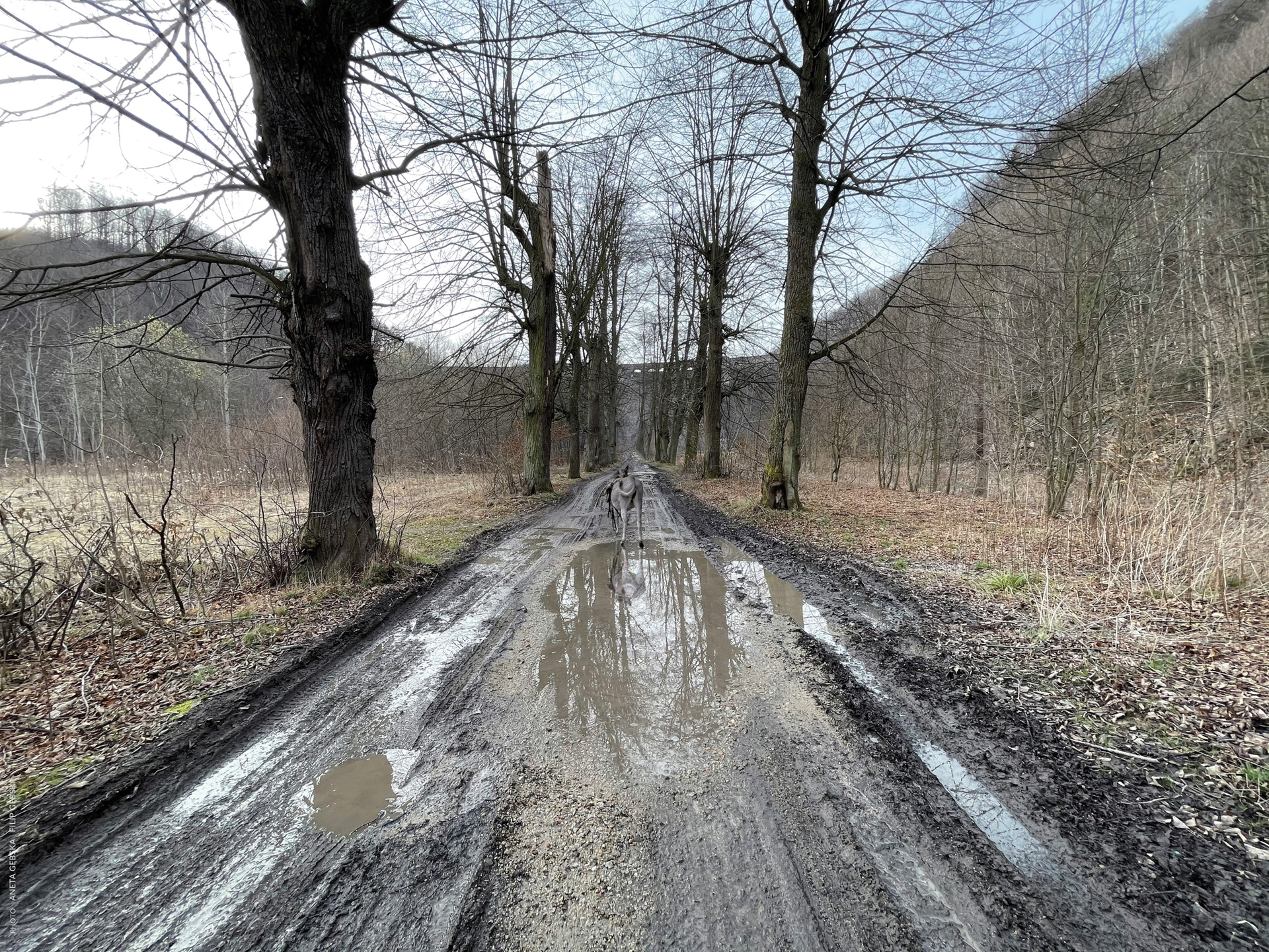 驴叫剧照的剧照