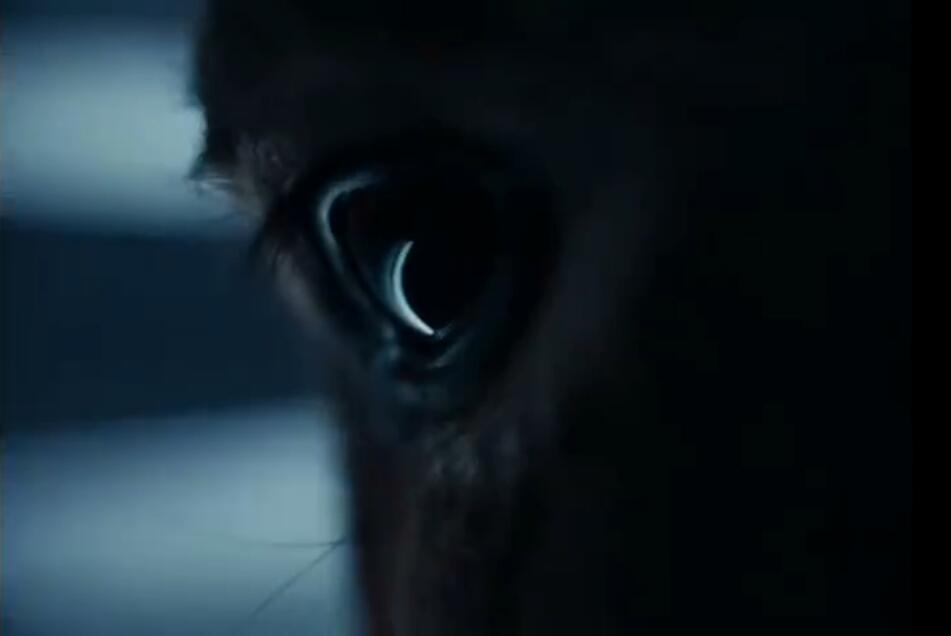 驴叫剧照的剧照