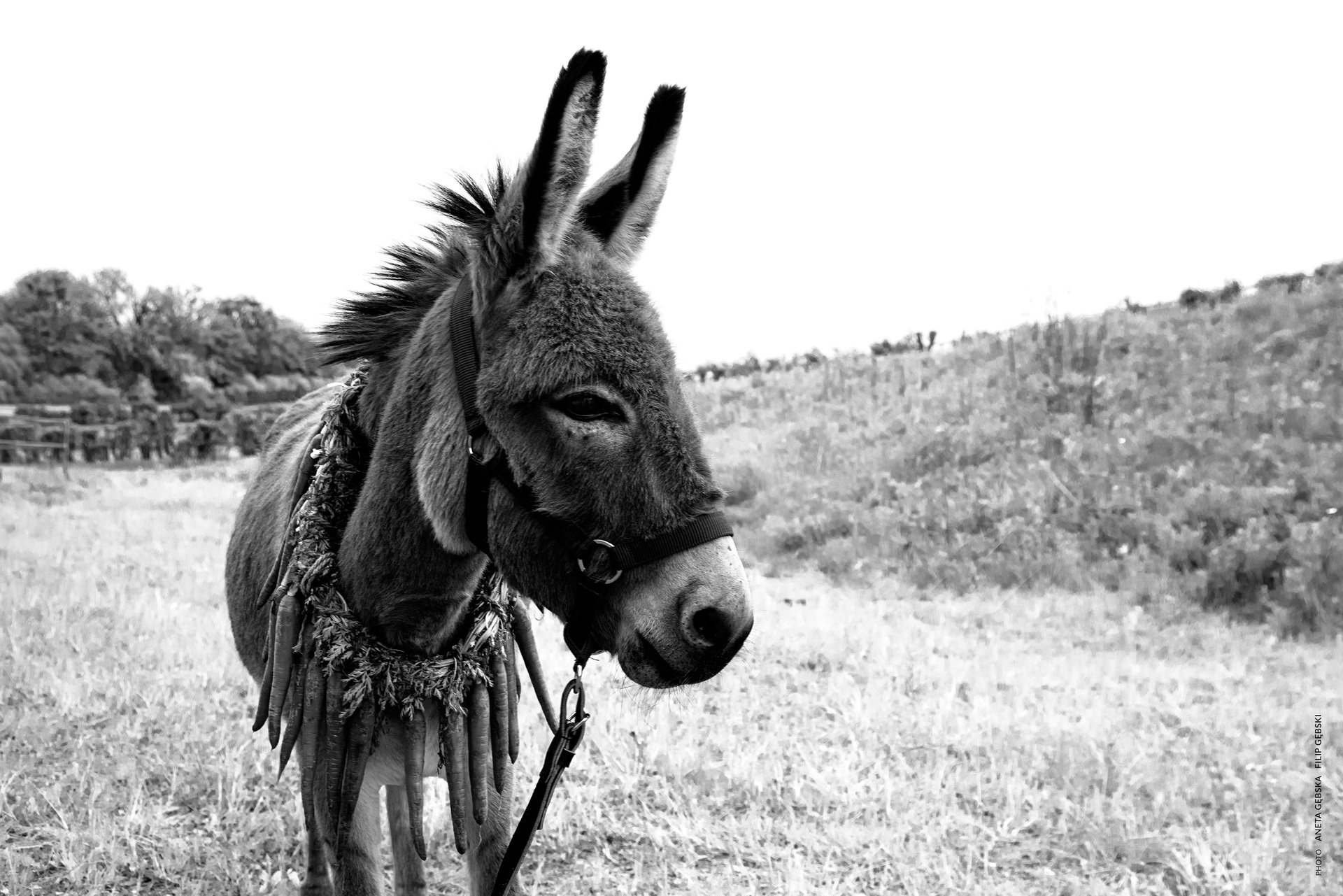 驴叫剧照的剧照
