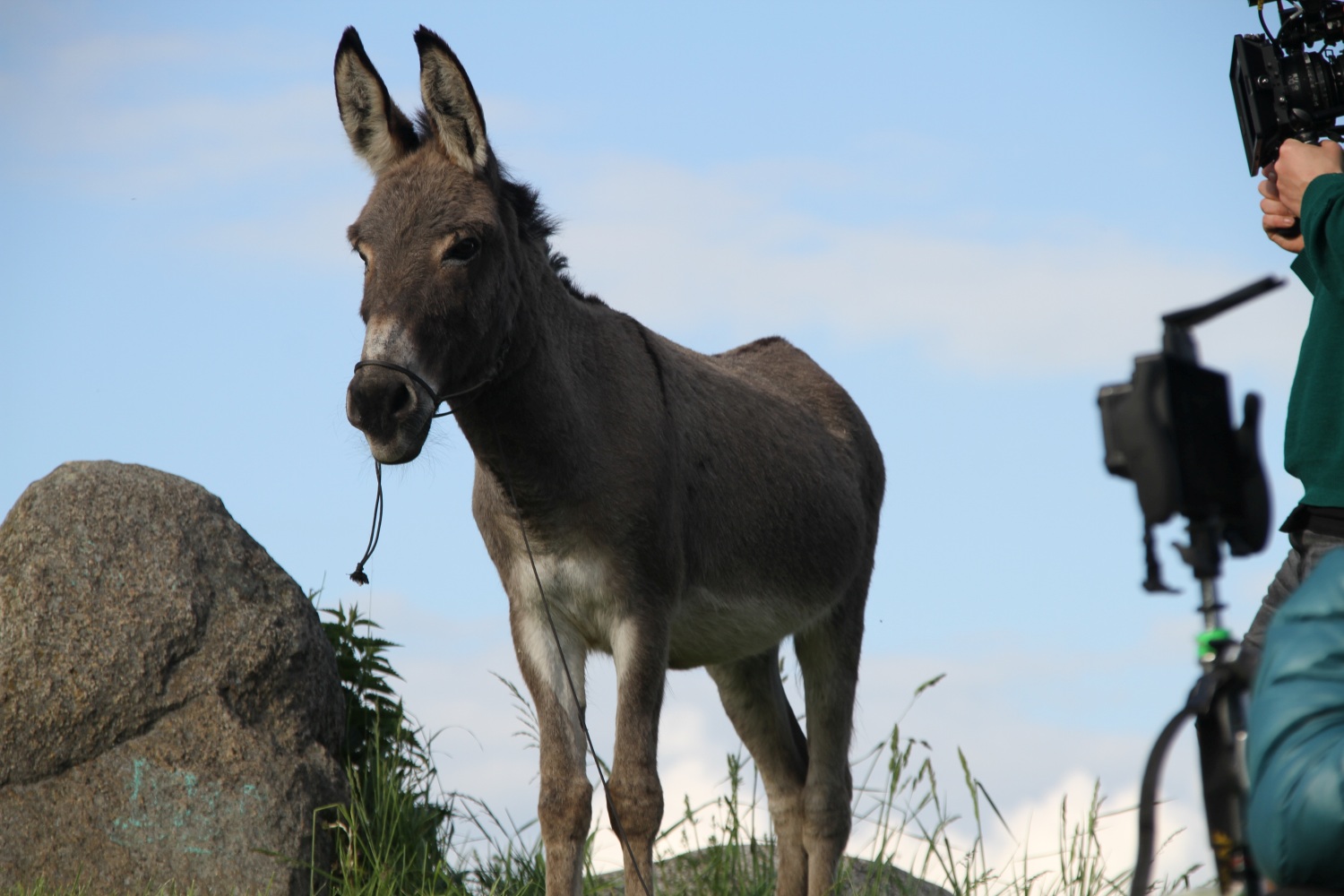 驴叫剧照的剧照