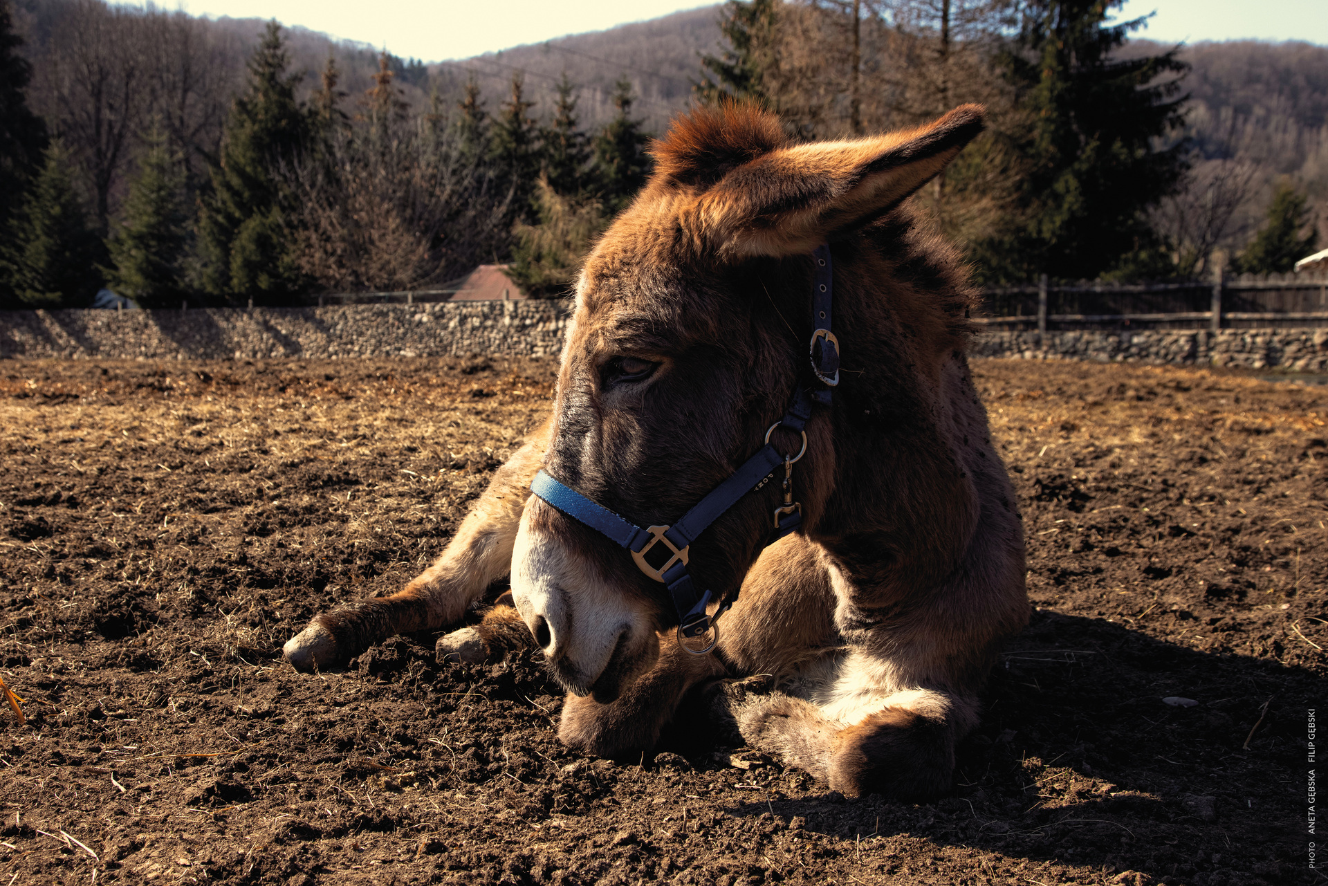 驴叫剧照的剧照
