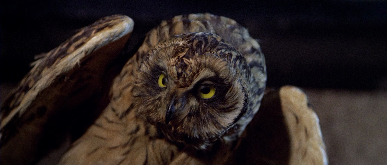 玛丽的白色连衣裙剧照的剧照