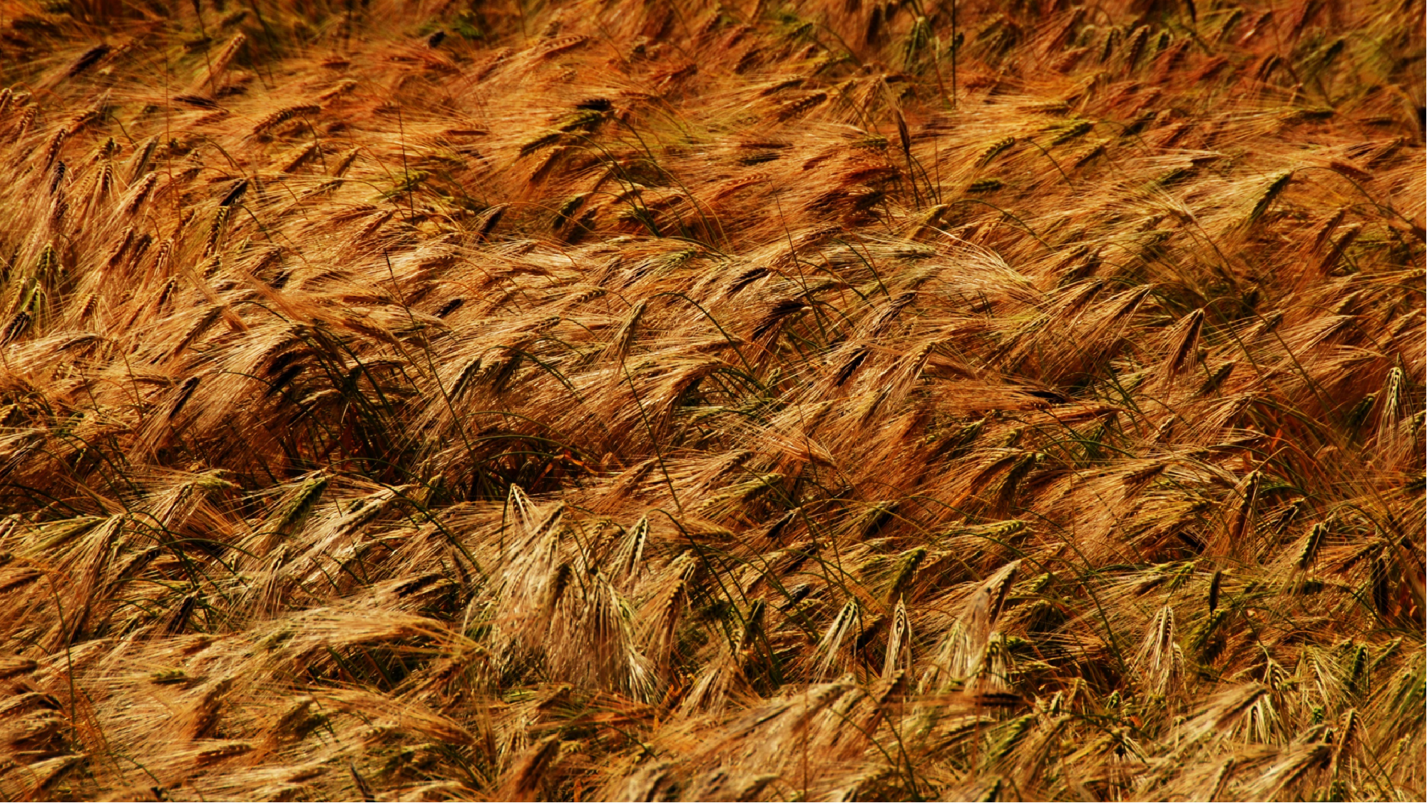 你好，珠峰剧照的剧照