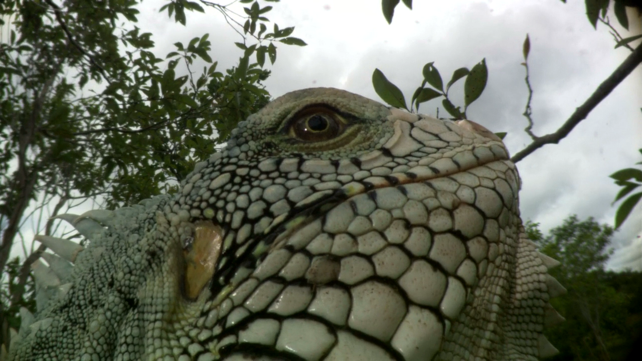 白钻石剧照的剧照