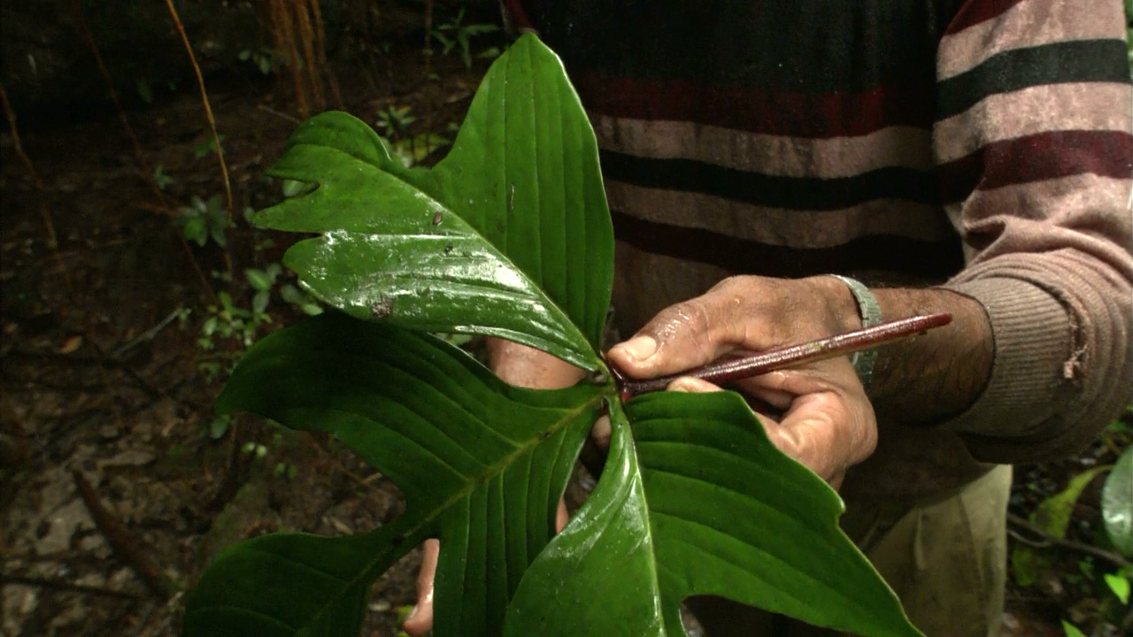 白钻石剧照的剧照