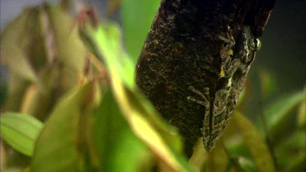 白钻石剧照的剧照