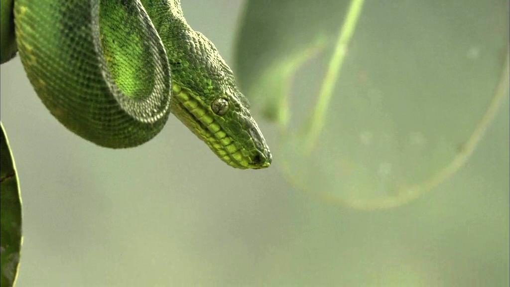 白钻石剧照的剧照