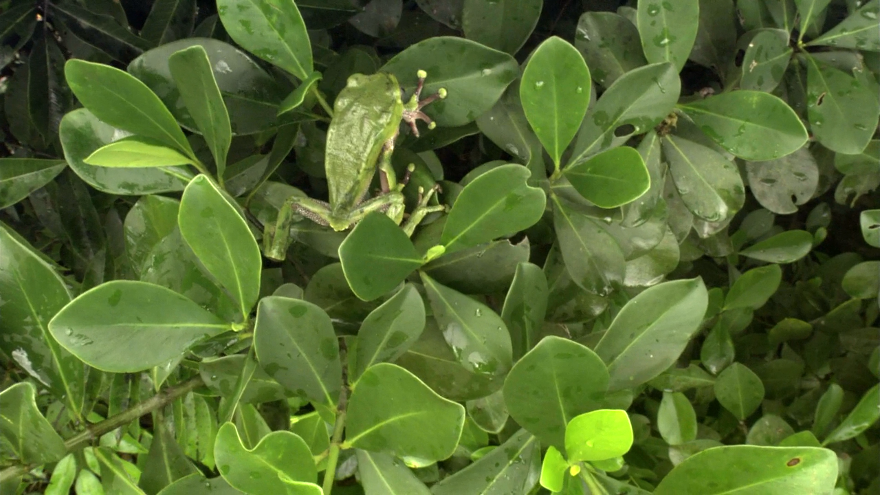 白钻石剧照的剧照