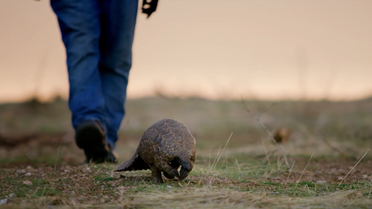 穿山甲：被捕杀最多的动物剧照的剧照