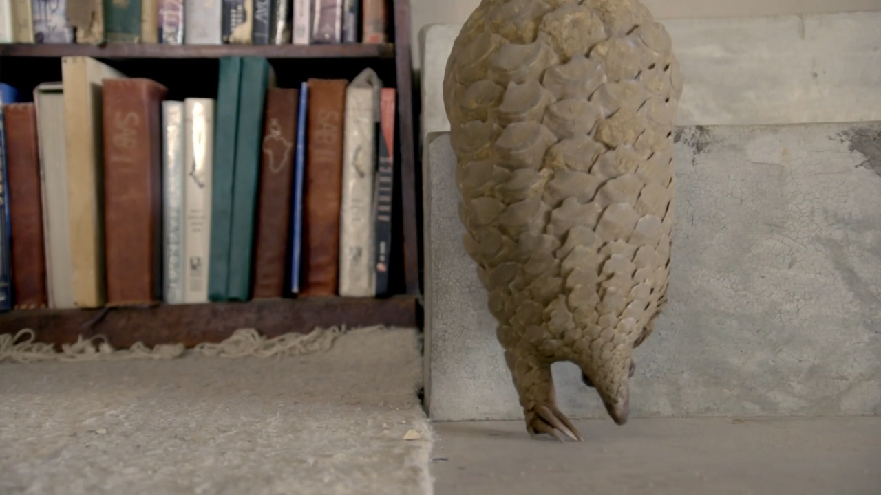 穿山甲：被捕杀最多的动物剧照的剧照