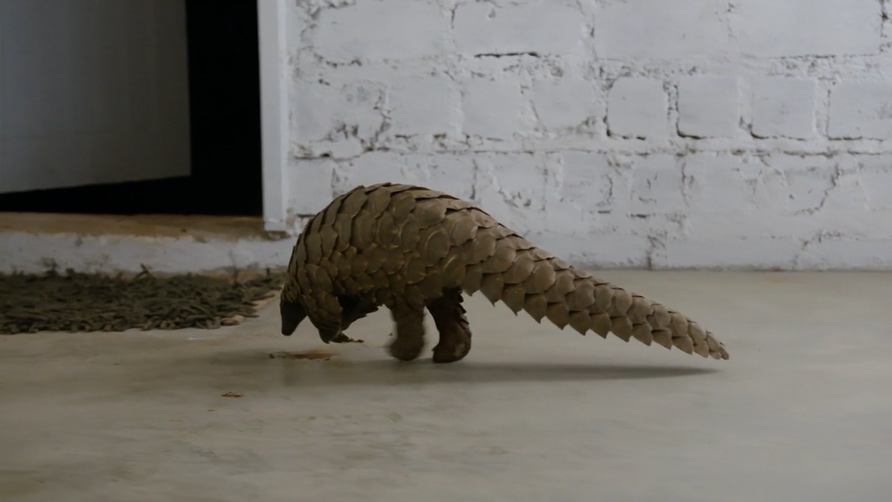 穿山甲：被捕杀最多的动物剧照的剧照