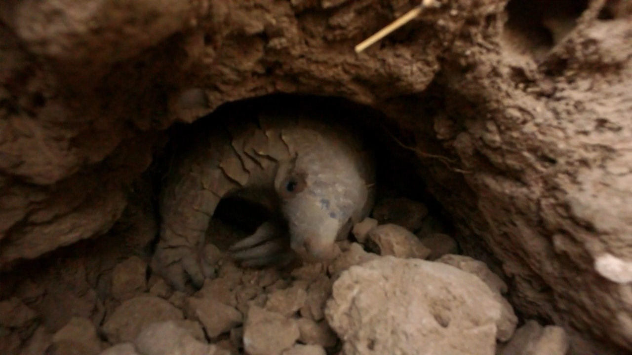 穿山甲：被捕杀最多的动物剧照的剧照