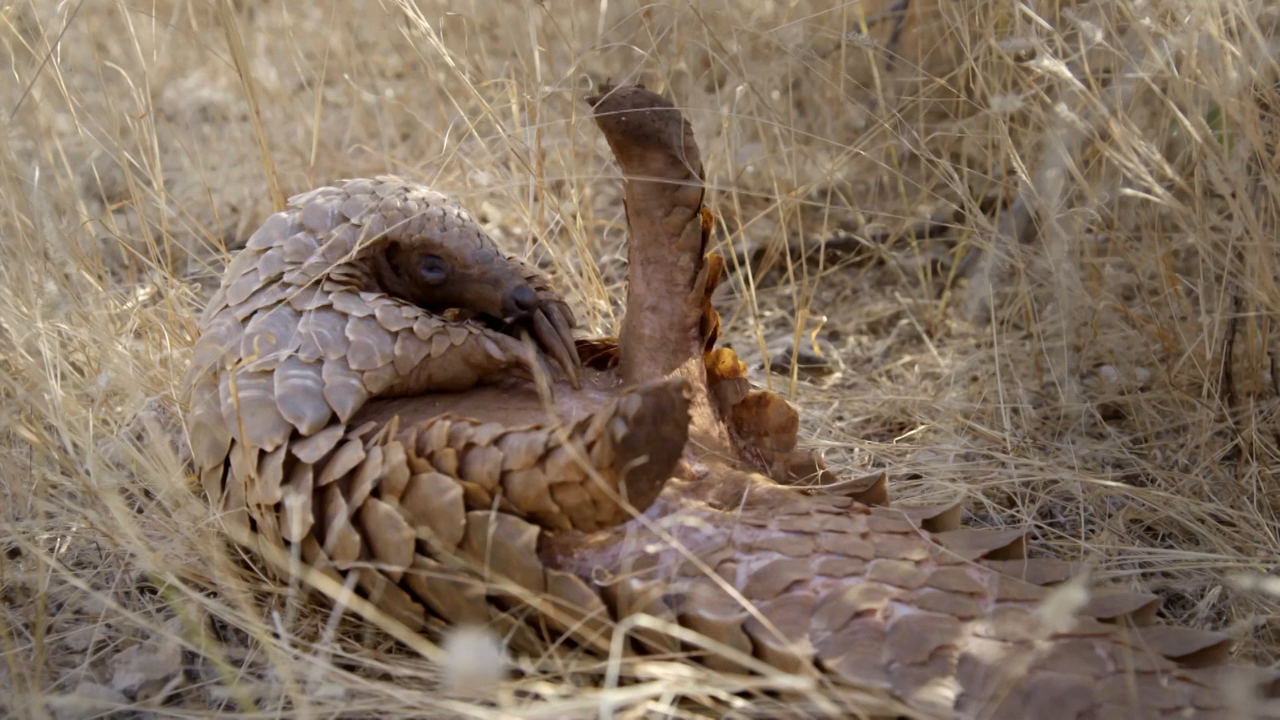 穿山甲：被捕杀最多的动物剧照的剧照