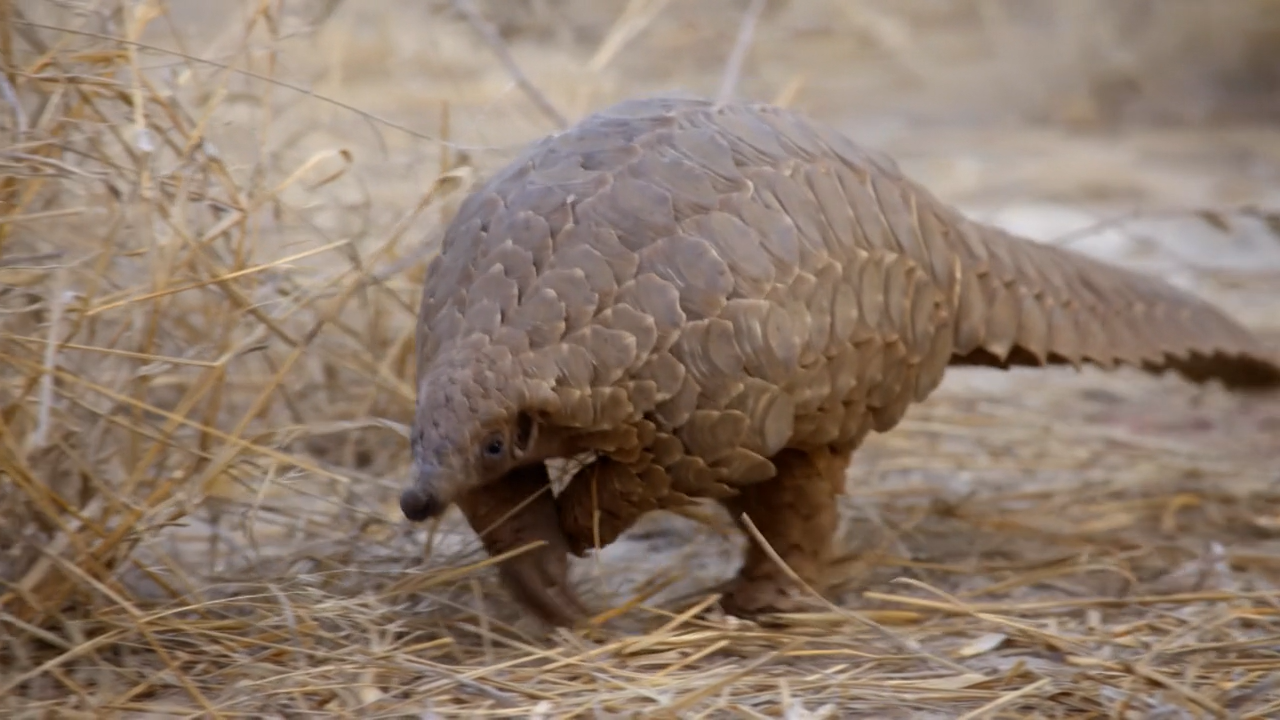穿山甲：被捕杀最多的动物剧照的剧照