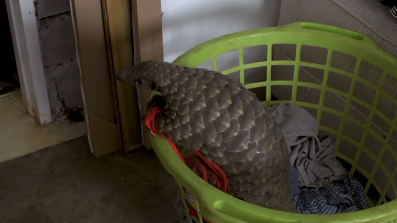 穿山甲：被捕杀最多的动物剧照的剧照