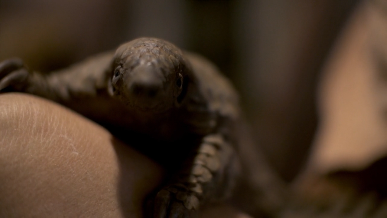 穿山甲：被捕杀最多的动物剧照的剧照