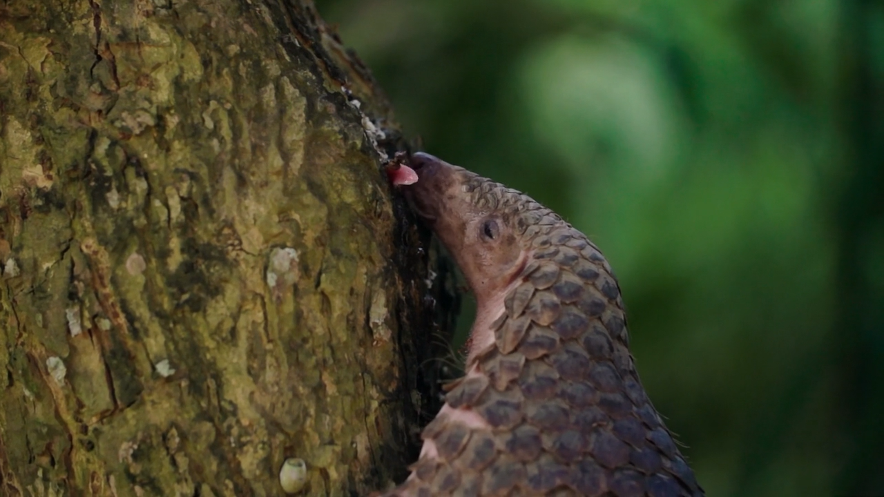 穿山甲：被捕杀最多的动物剧照的剧照