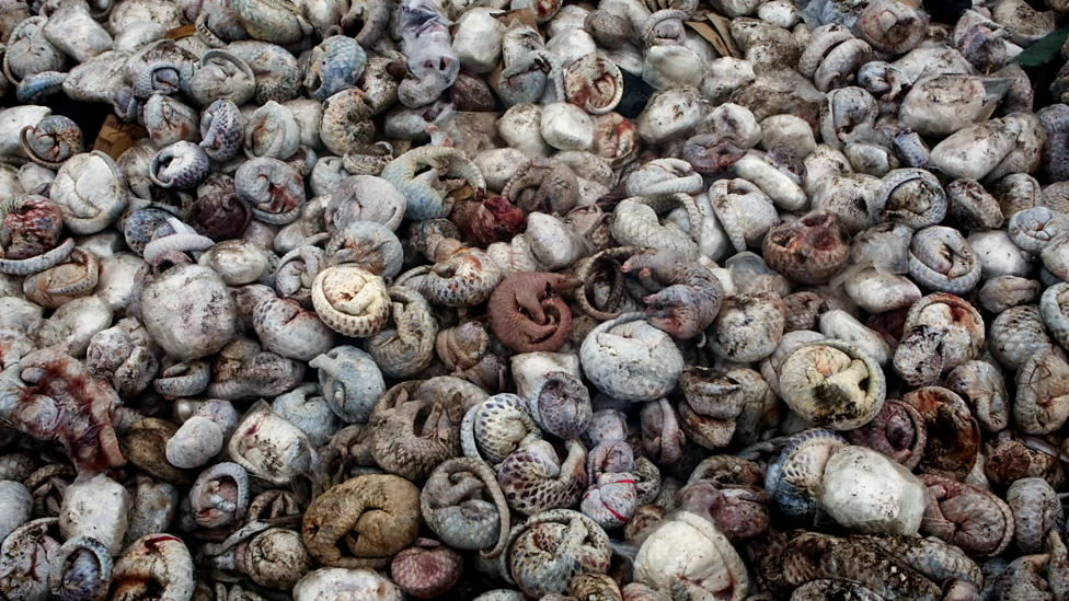 穿山甲：被捕杀最多的动物剧照的剧照